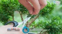 Bonsai nasıl doğmuştur?