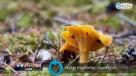 Hangi mantarları yiyebiliriz?