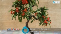 Bonsai için fidan seçimi nasıl yapılmalıdır?