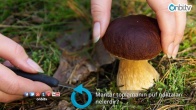 Mantar toplamanın püf noktaları nelerdir?