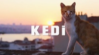 Kedi