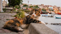 İstanbul’un Taşı Toprağı Can