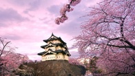 Sakura ve Samuray İlişkisi