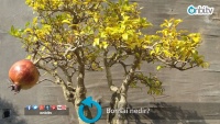 Bonsai nedir? 