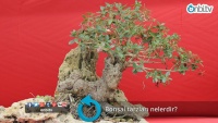 Bonsai tarzları nelerdir?