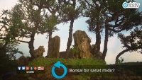 Bonsai bir sanat mıdır?