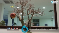 İç mekan bonsai bakımı nasıl yapılır?