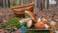 Mantar hangi mevsimde toplanır?