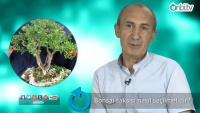 Bonsai saksısı nasıl seçilmelidir?