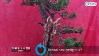 Bonsai nasıl yetiştirilir?