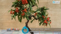 Bonsai için fidan seçimi nasıl yapılmalıdır?