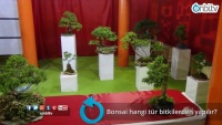 Bonsai hangi tür bitkilerden yapılır?