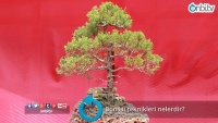 Bonsai teknikleri nelerdir?