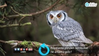 Rüyalarda görülen semboller ne anlama gelir?