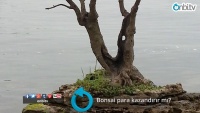 Bonsai para kazandırır mı?