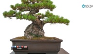Bonsai bakımı nasıl yapılır?
