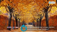 Yengeç ve yükseleni yengeç olanları kasım ayında neler bekliyor?