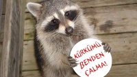 Kürkünü Çıkar Vicdanını Giy!