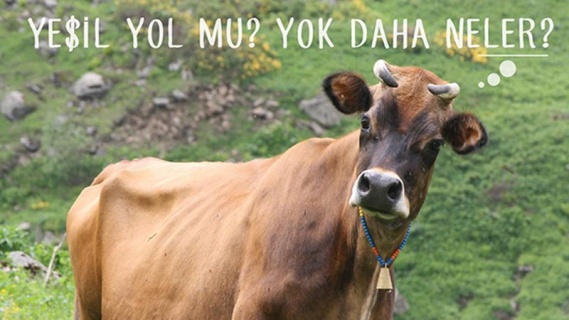 Yeşil Yola Dur De