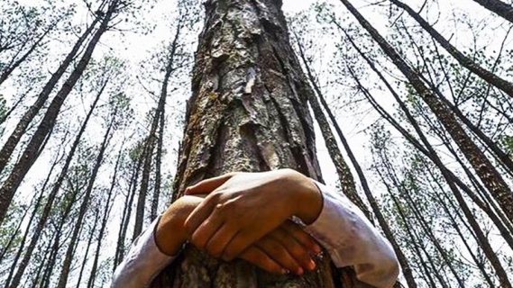 Artvin Yeşilini Koruyor