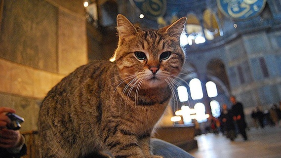 Ayasofya'da Kedi