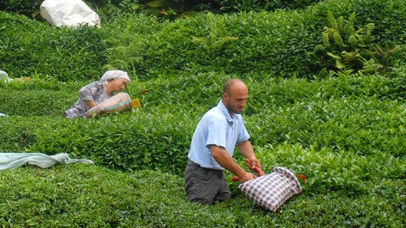 Çay Tarlaları