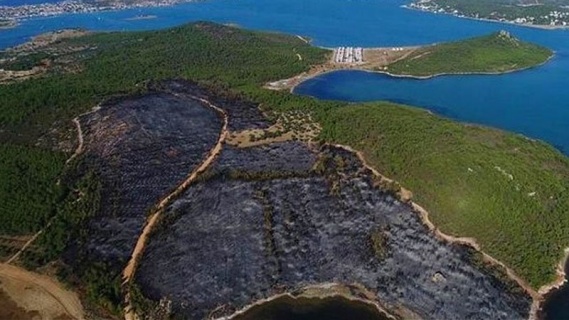 Ayvalık’ta Yanan Cennet Koyu Ağaçlandırılsın!