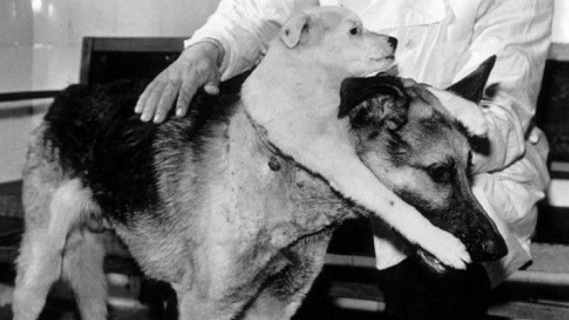 Çift Başlı Köpek
