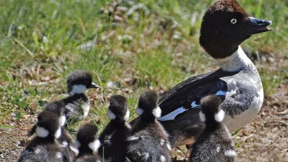 Goldeneye Ördeklerinin İlk Uçuşu
