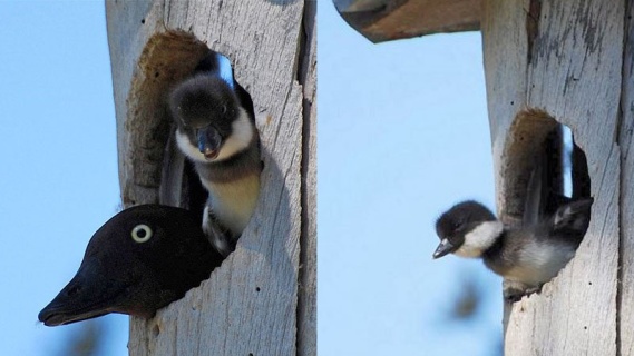 Goldeneye Ördeklerinin İlk Uçuşu