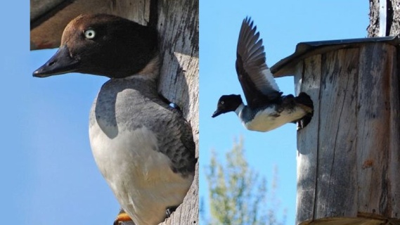 Goldeneye Ördeklerinin İlk Uçuşu