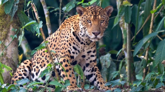 Rüyada Jaguar Görmek