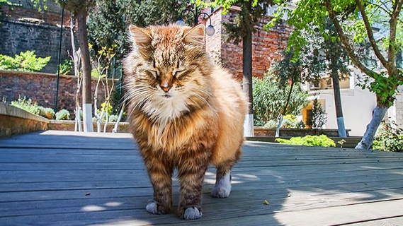 İstanbul'da Kedi