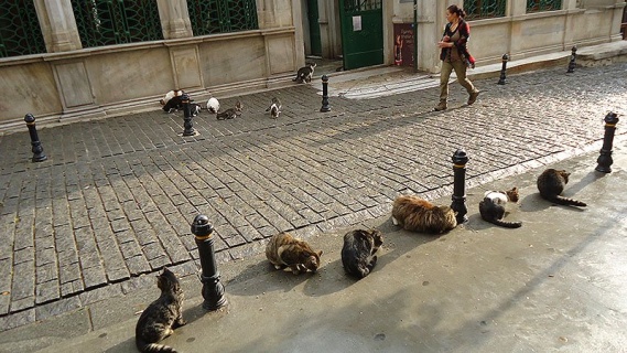 Tünel'de Kedi
