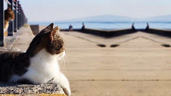 Ortaköy'de Kedi