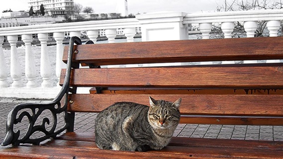 Bankta Kedi