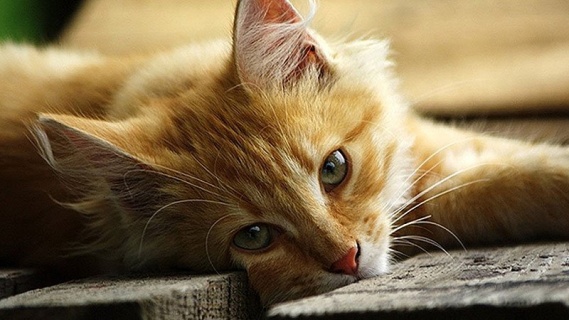 Yavru Kedi