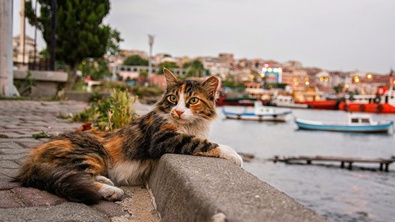 Sahilde Kedi