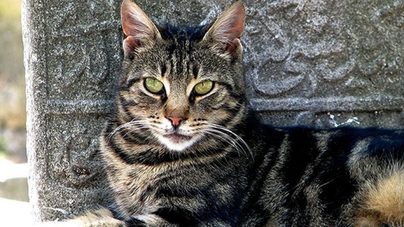 Mezarlıkta Kedi