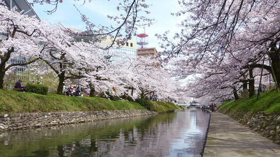 Sakura Ağaçları