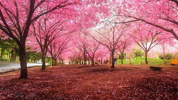 Cherry Blossom