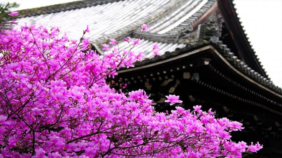 Sakura