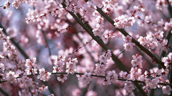 Sakura Ağacı