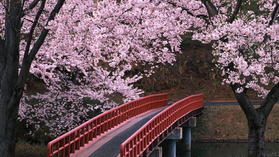Sakura Ağaçları