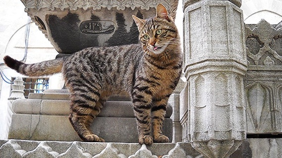 Süleymeniye'de Kedi