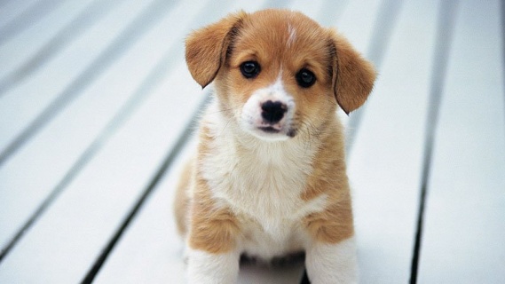 Rüyada Yavru Köpek Görmek