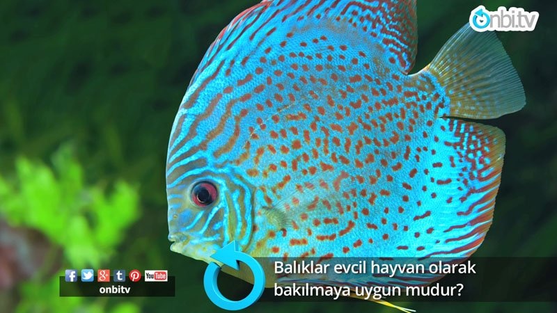 Balıklar evcil hayvan olarak bakılmaya uygun mudur?