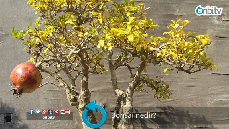 Bonsai nedir? 