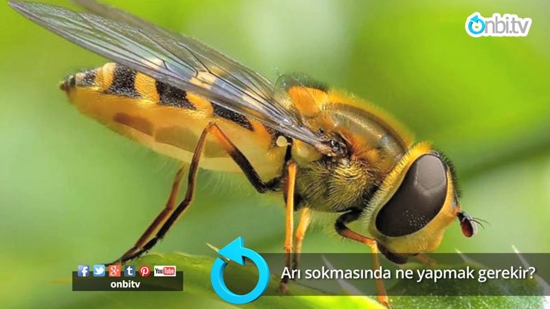 Arı sokmasında ne yapmak gerekir?