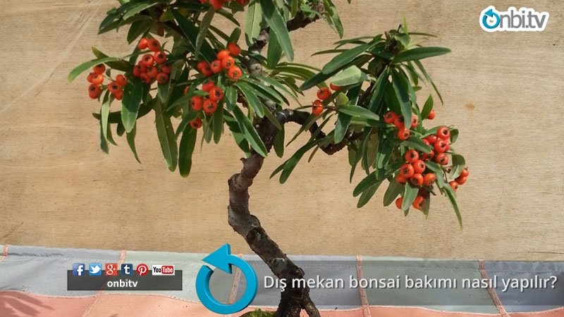 Dış mekan bonsai bakımı nasıl yapılır?